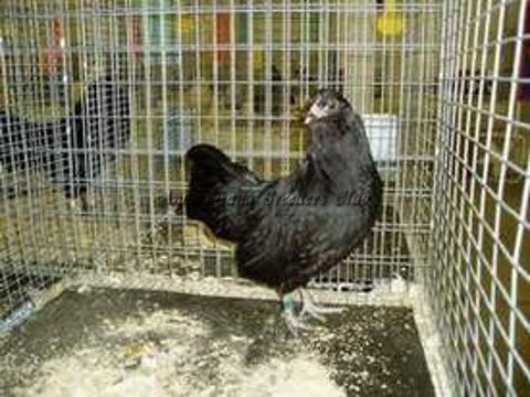 Res AOCCL BB BV Black bantam P out of trio by Mike Gilbert
